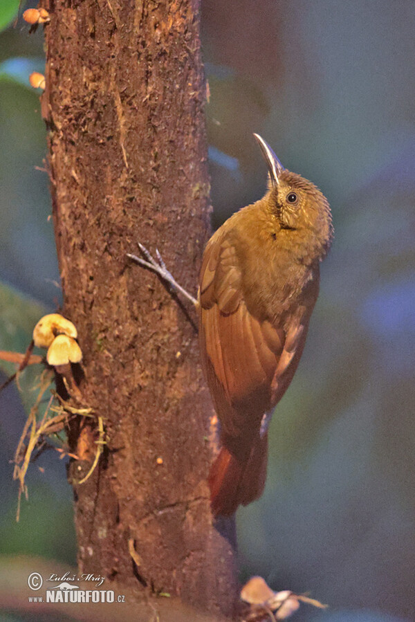 Plain-brown Woodcreeper (Dendrocincla fuliginosa)