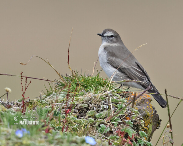 Plain-capped Ground-Tyrant (Muscisaxicola alpinus)