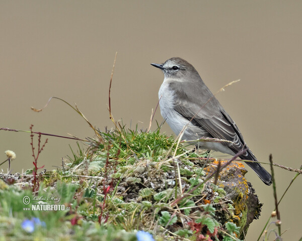 Plain-capped Ground-Tyrant (Muscisaxicola alpinus)