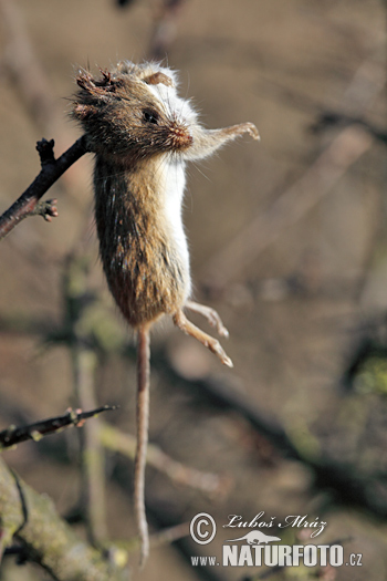 Plėšrioji medšarkė