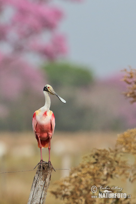 Platalea ajaja