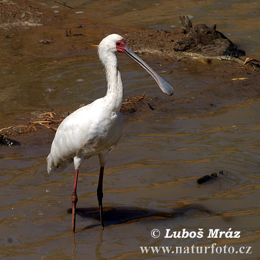 Platalea alba