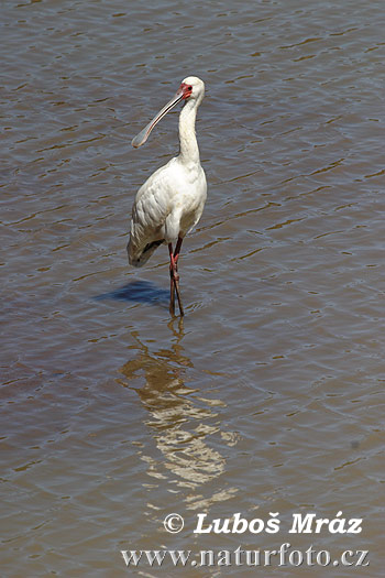 Platalea alba