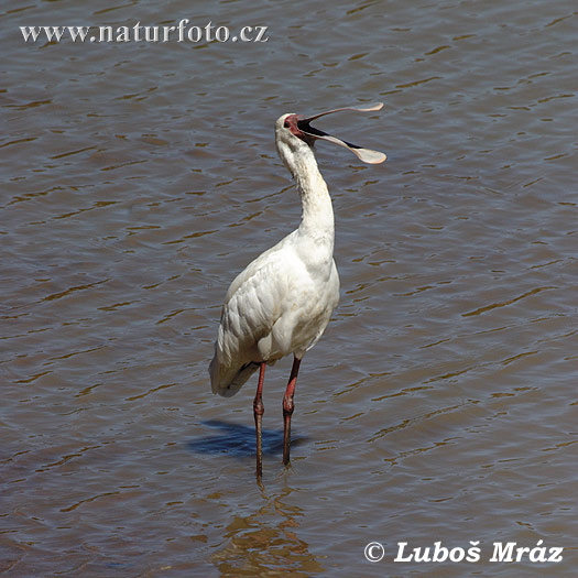 Platalea alba