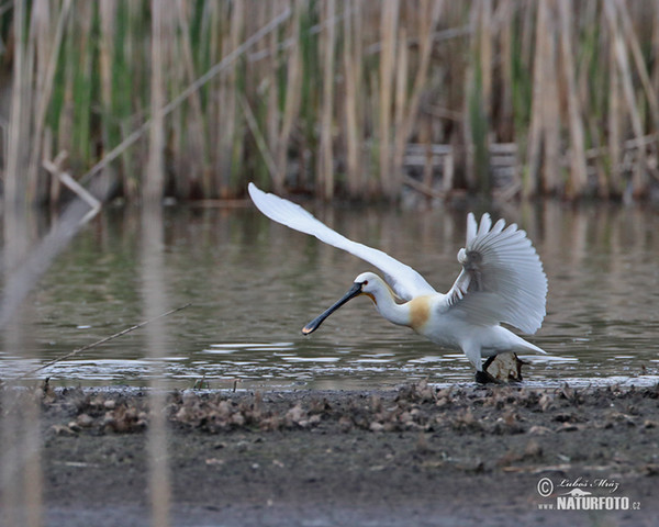 Platalea leucorodia