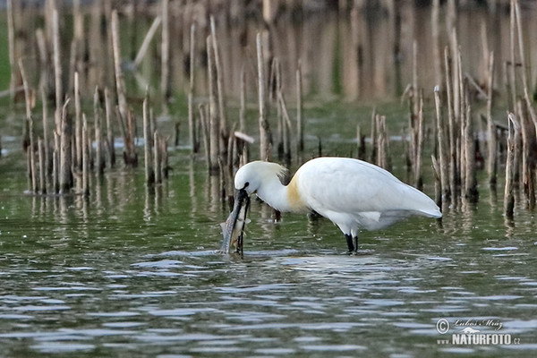 Platalea leucorodia