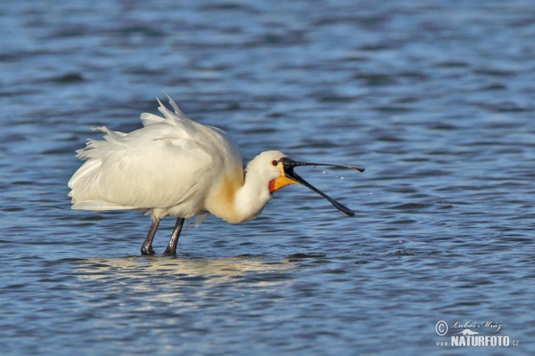 Platalea leucorodia