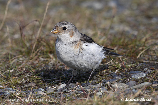 Plectrophane des neiges