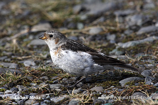 Plectrophenax nivalis