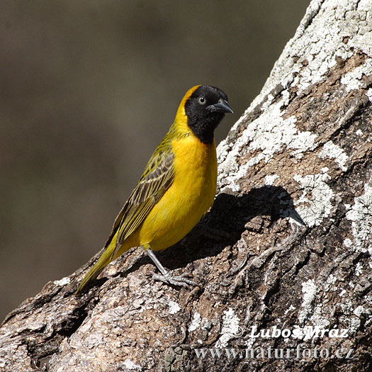 Ploceus intermedius