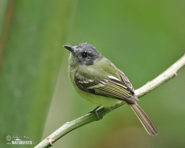 Plumbeous-crowned Tyrannulet (Phyllomyias plumbeiceps)