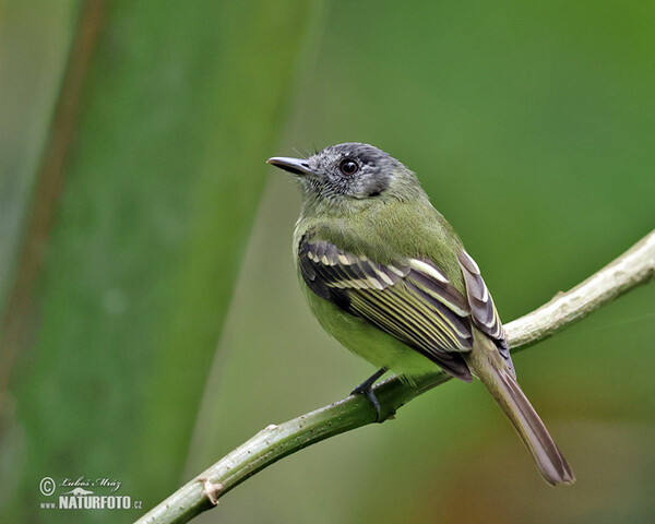 Plumbeous-crowned Tyrannulet (Phyllomyias plumbeiceps)