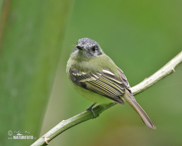 Plumbeous-crowned Tyrannulet (Phyllomyias plumbeiceps)