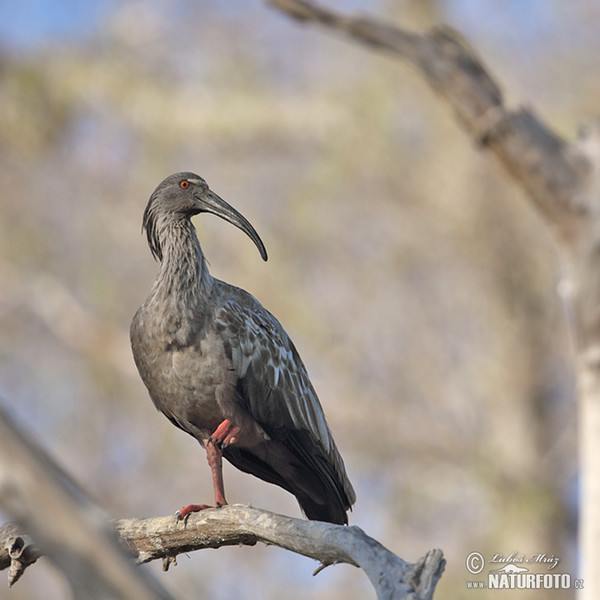 Plumbeous Ibis (Theristicus caerulescens)