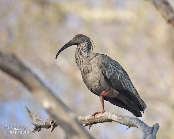 Plumbeous Ibis (Theristicus caerulescens)