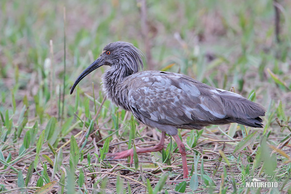 Plumbeous Ibis (Theristicus caerulescens)