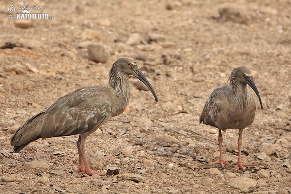 Plumbeous Ibis (Theristicus caerulescens)