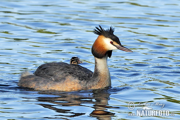 Podiceps cristatus