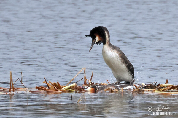 Podiceps cristatus