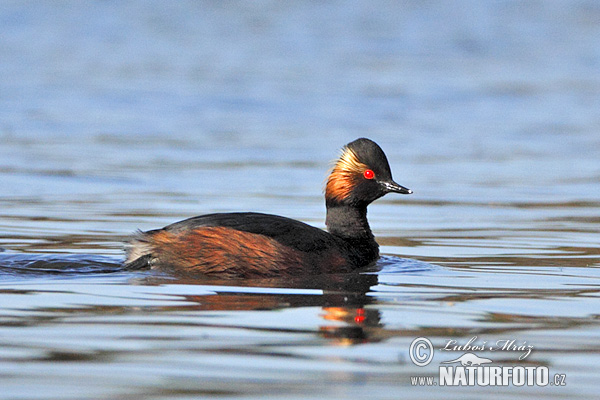 Podiceps nigricollis