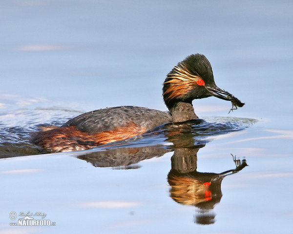 Podiceps nigricollis