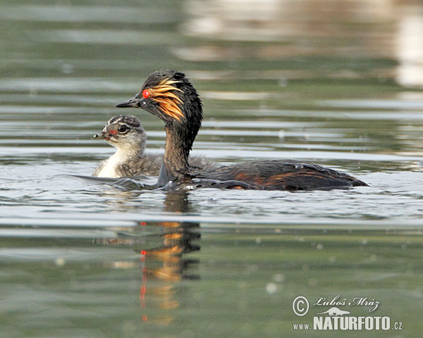 Podiceps nigricollis