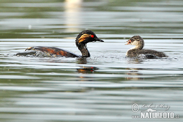 Podiceps nigricollis