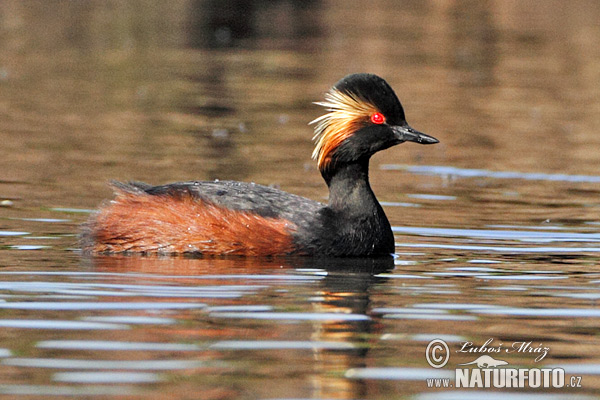 Podiceps nigricollis