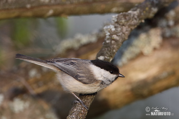 Poecile montanus