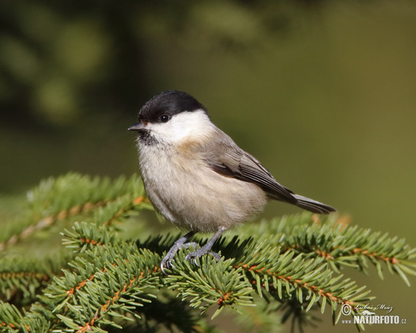 Poecile montanus