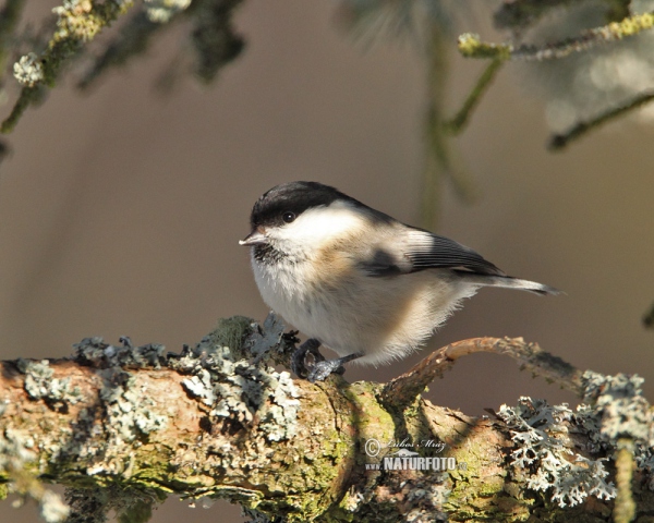 Poecile montanus