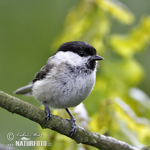 Poecile montanus