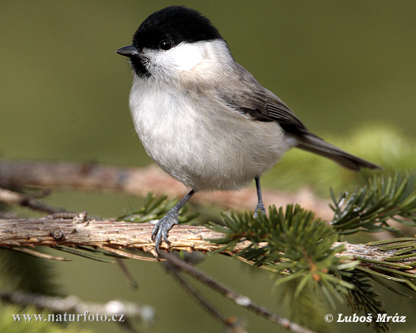 Poecile palustris