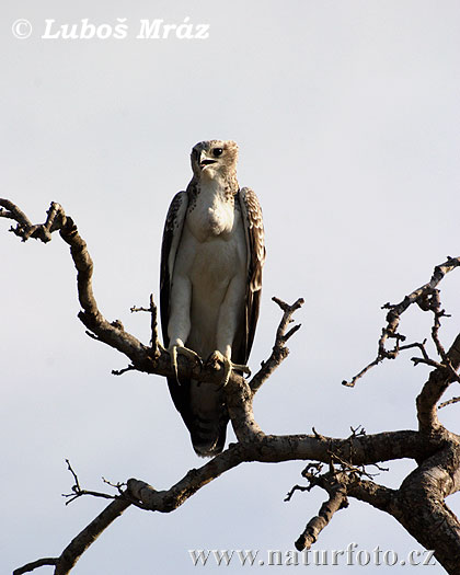 Polemaetus bellicosus