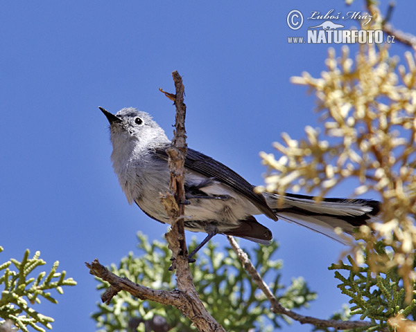 Polioptila melanura