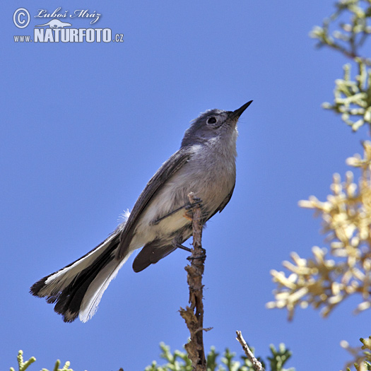 Polioptila melanura