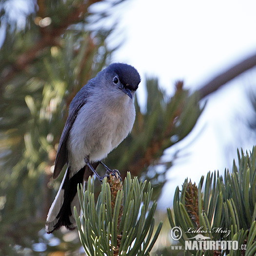 Polioptila melanura