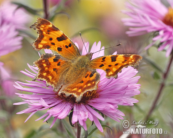 Polygonia c-album