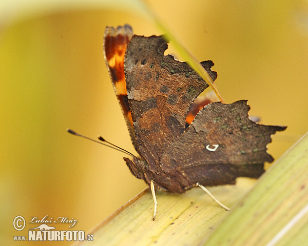 Polygonia c-album