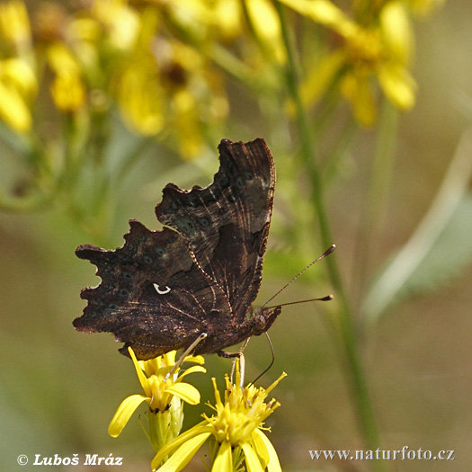 Polygonia c-album