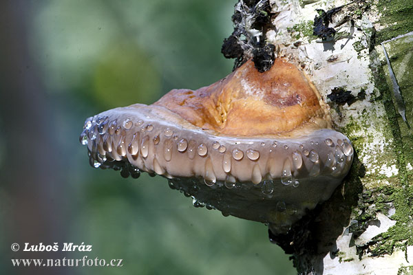 polypore marginé