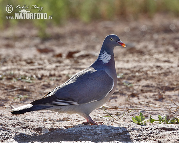 Porumbel gulerat