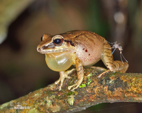 Pristimantis achatinus