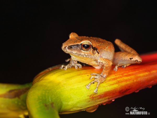 Pristimantis achatinus