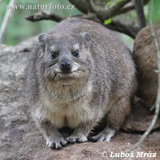 Procavia capensis