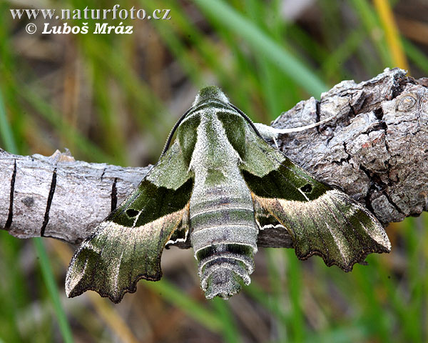 Proserpinus proserpina