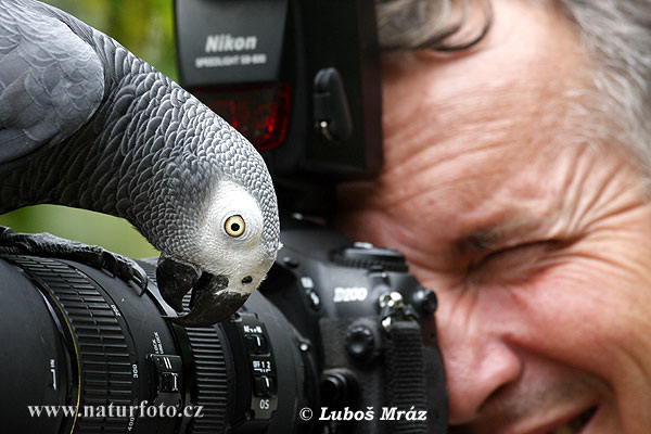 Psittacus erithacus