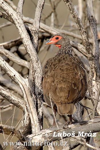 Pternistis swainsonii