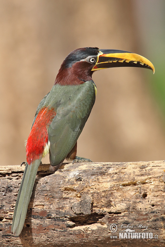 Pteroglossus aracari