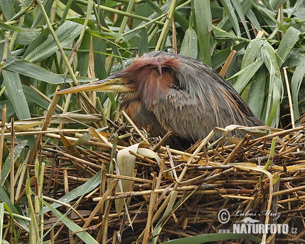 Purperreiger